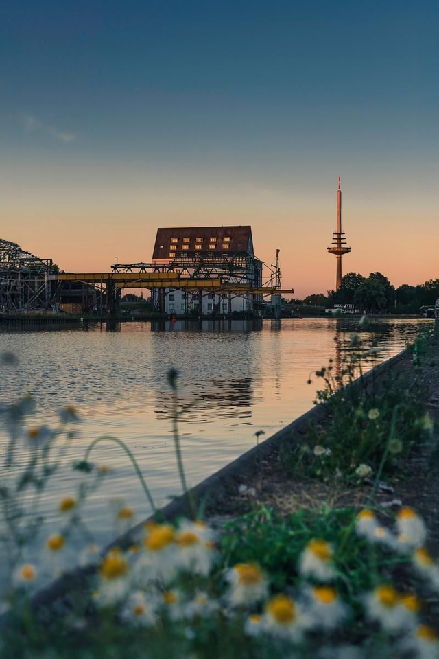 Hafen hinter Wiesenblumen