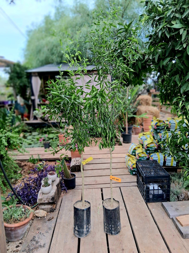 N34 . Mandarino tardivo 'Marzolo' di Sicilia in fitocella