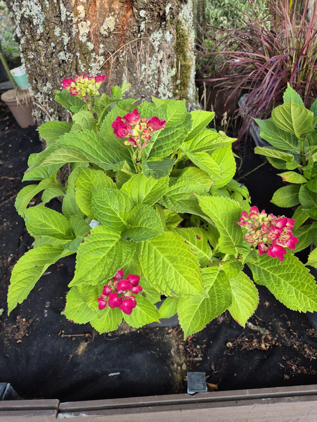 Hortensia rose ou rouge pot 5L
