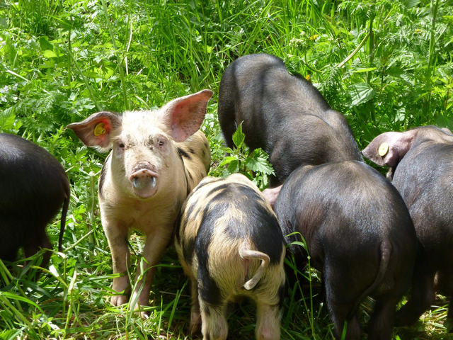 Colis de Porc élevés à la ferme en pâturage. Prix au Kg, colis d'environ 5 kg - paiement en ligne d'un acompte d'1 kg. (1) - NOVEMBRE