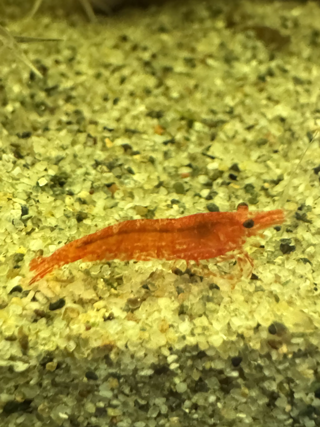 Cherry Shrimp