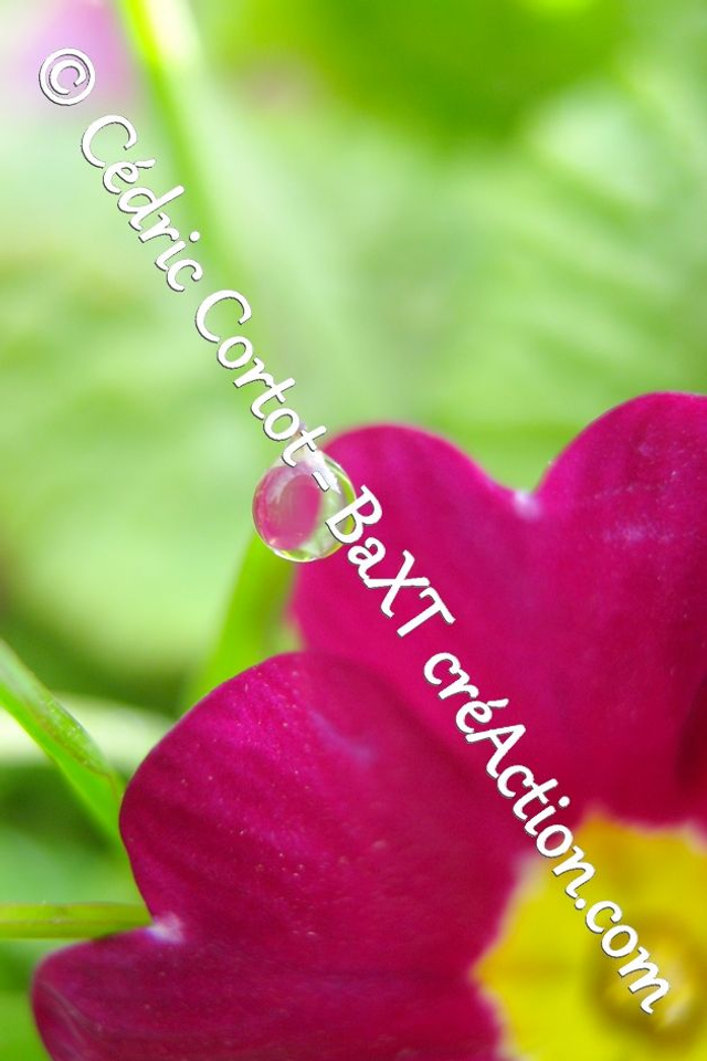 Impression sur alu dibond - Rosée et gouttes de pluie (ref 1798)