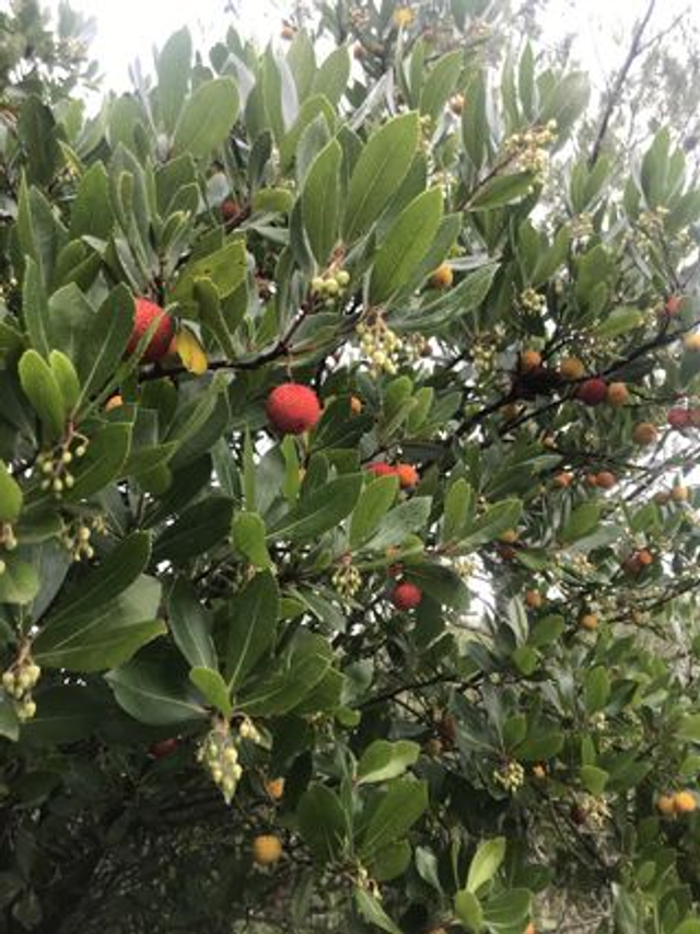 Arbousier (Arbutus unedo) - Végétal local