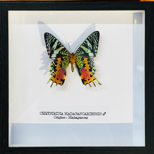 Chrysiridia Madagascariensis - Mâle