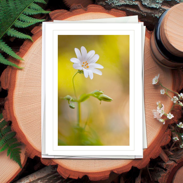 B102 - 4 Cartes doubles - Thème fleurs - Port compris