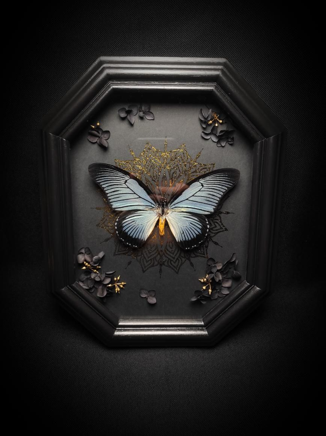 Cadre Papillon &quot;Papilio Zalmoxis&quot; 