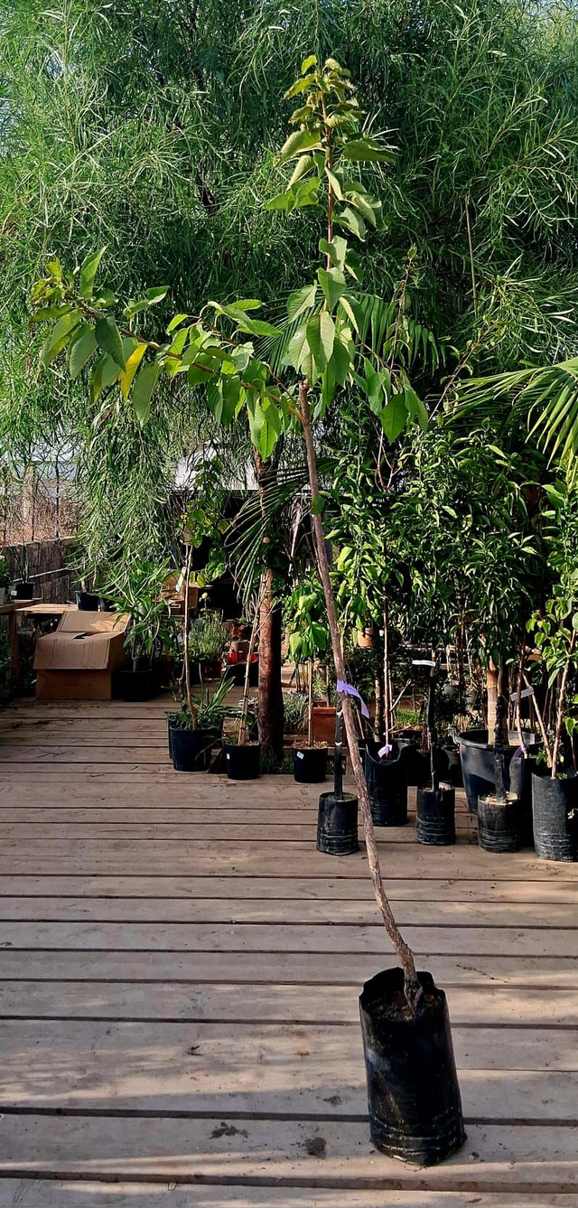 N23 . Ciliegio varietà Durone di Cesena