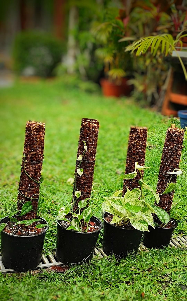 Tuteur pour plantes grimpantes (50cm)