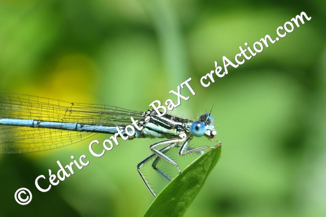 Impression sur alu dibond - Le petit monde du Vivant (ref 6129)