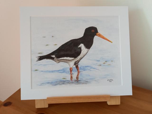 Oystercatcher Print 