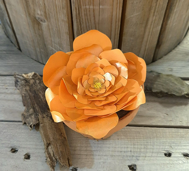 Baby plante &quot;Mamie en Or&quot;