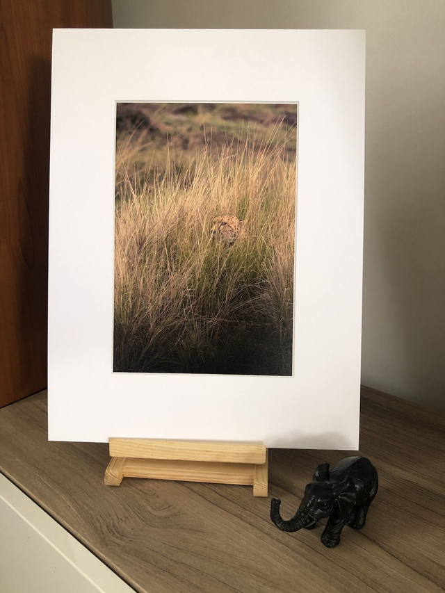 Tirage illimité Guépard avec passe-partout