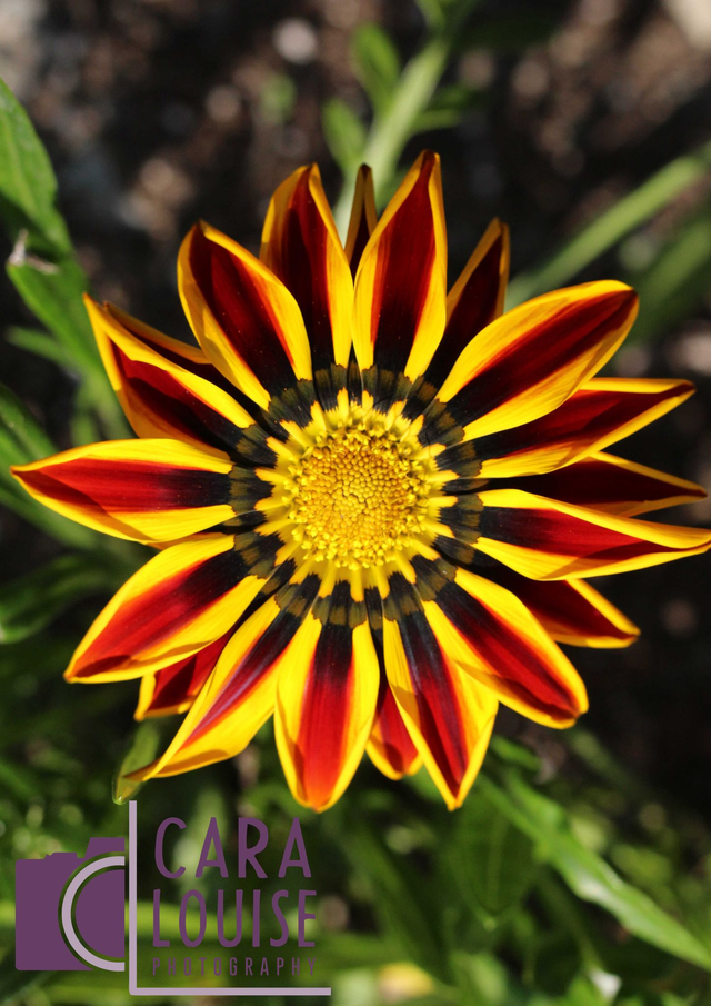 Tiger Gazania Card