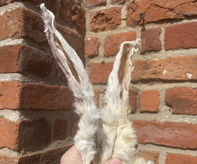 RABBIT EARS WITH FUR 