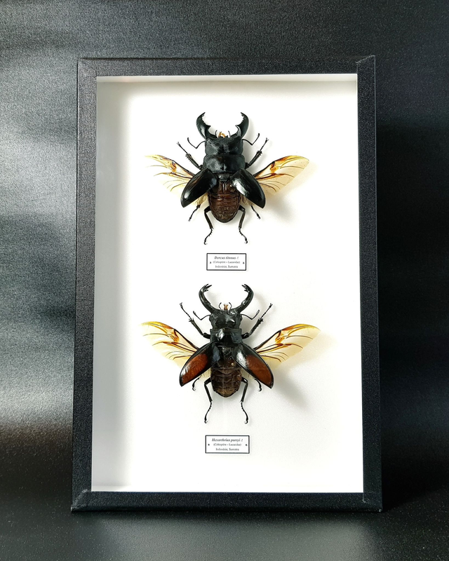 Hexarthrius parryi / Dorcus titanus