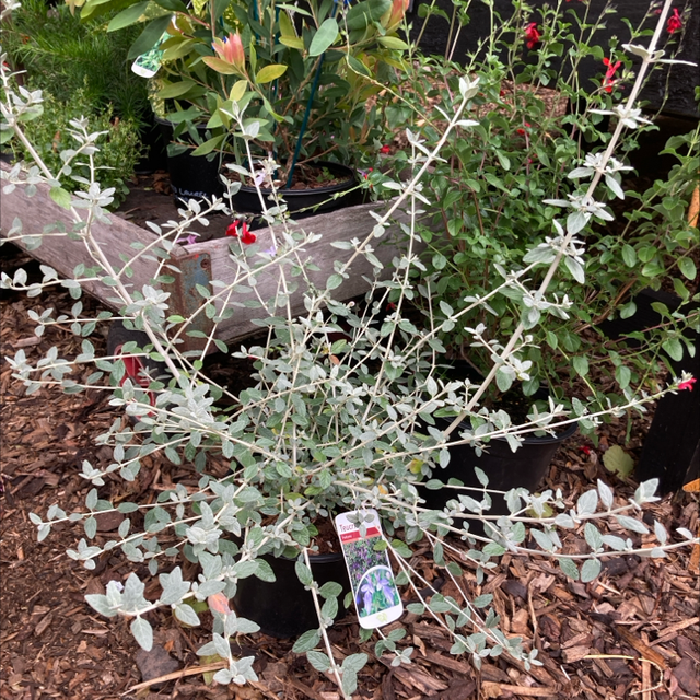 Teucrium Evergreen