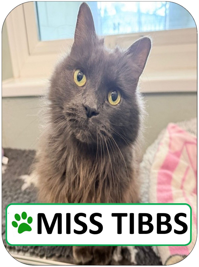 Miss Tibbs Sponsorship Pack