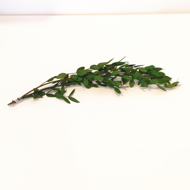 Eucalyptus parvifolia stabilisé – Feuillage fin pour bouquets, couronnes et déco naturelle