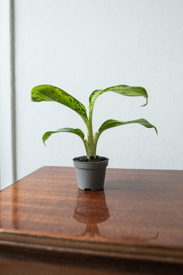 Dieffenbachia Crocodile (mini) 🌿