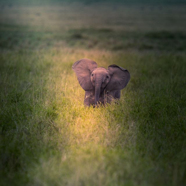 Tirage d'art : Miniature 