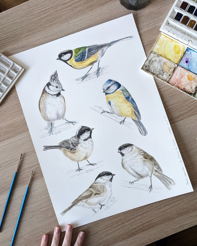 Aquarelle originale - Les Mésanges de France