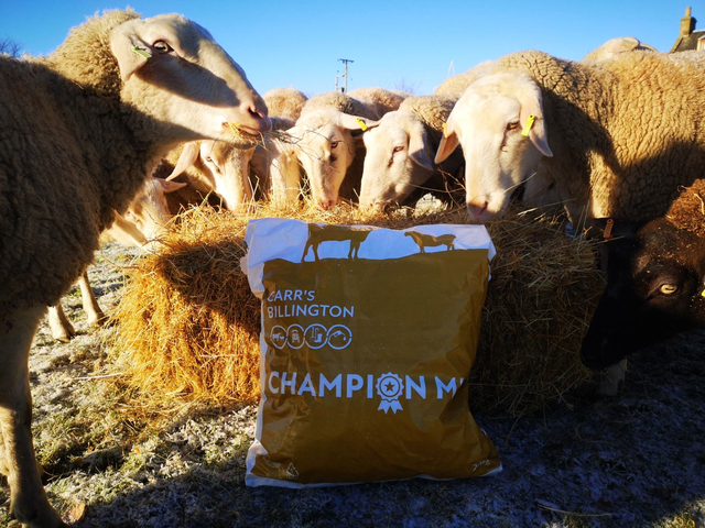 Buy A Bag For Lucky Ewe