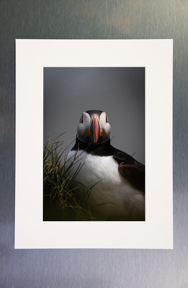 Photo &quot;Portrait de macareux 1&quot; avec passe-partout