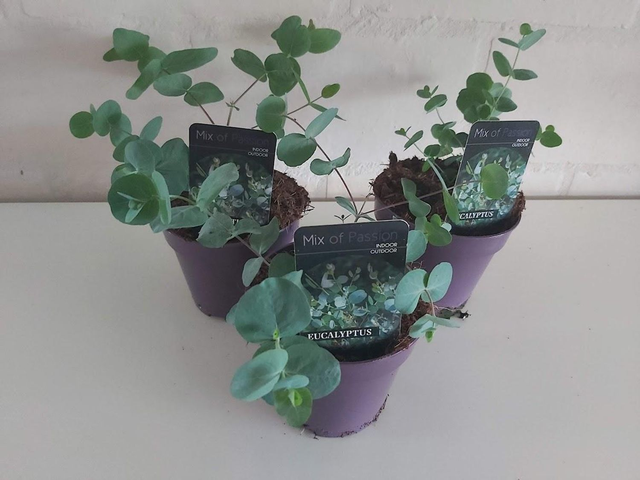 A14 . Eucalyptus gunnii