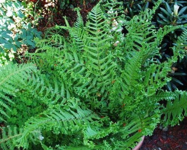 Dryopteris affinis 'Cristata the King 9cm