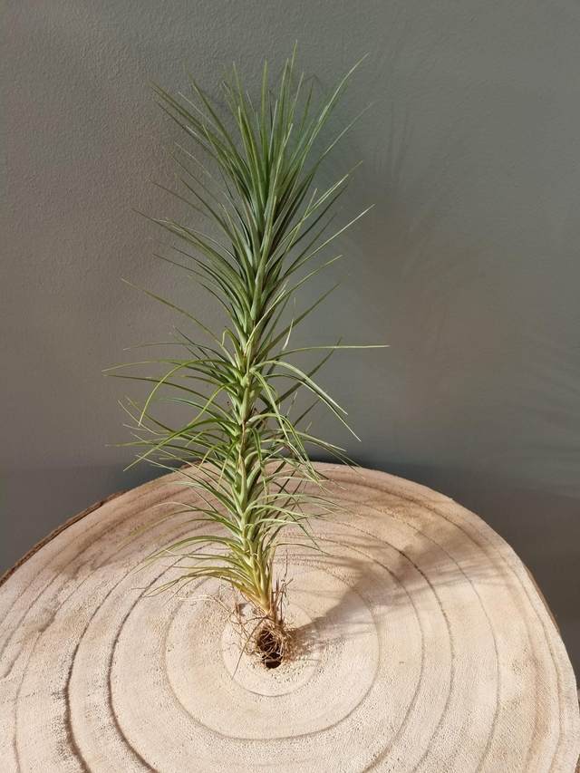 Tillandsia Holm's Starlet (tenuifolia var. vaginata x caulescens)