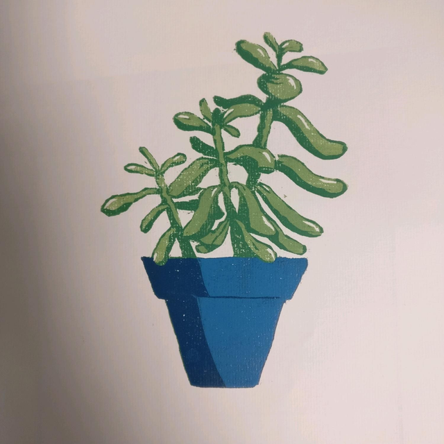crassula