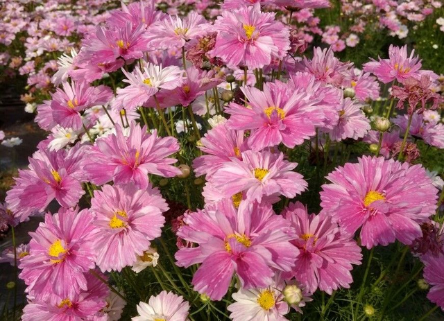 Cosmos Pink Mosaic