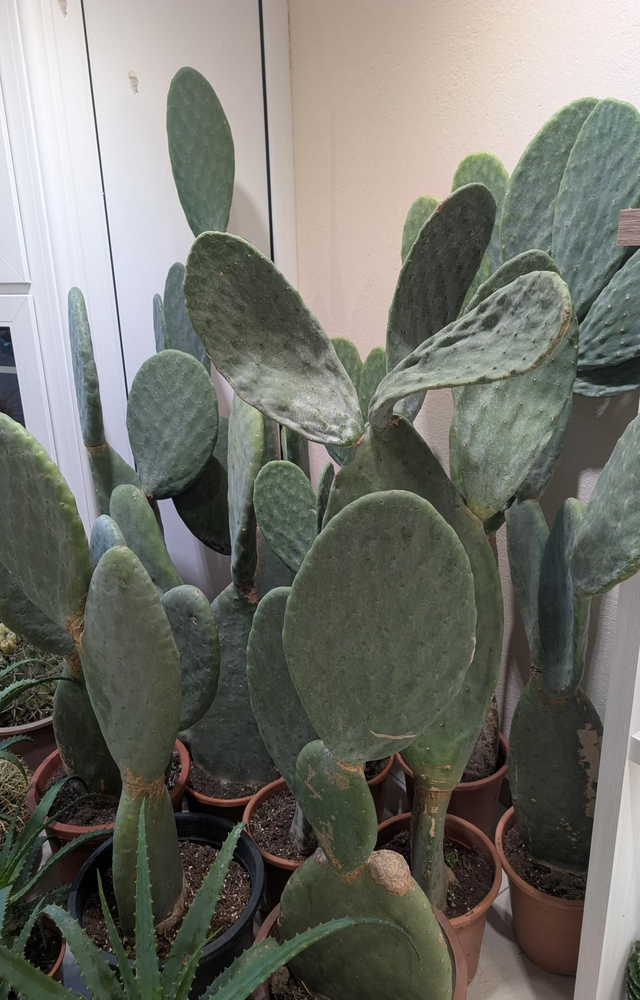Opuntia