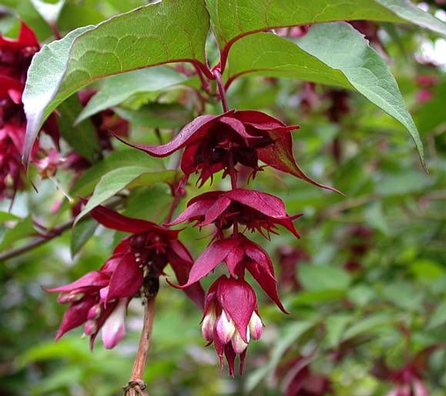 Leycesteria Formosa - Himalayan honeysuckle - 1ltr pot