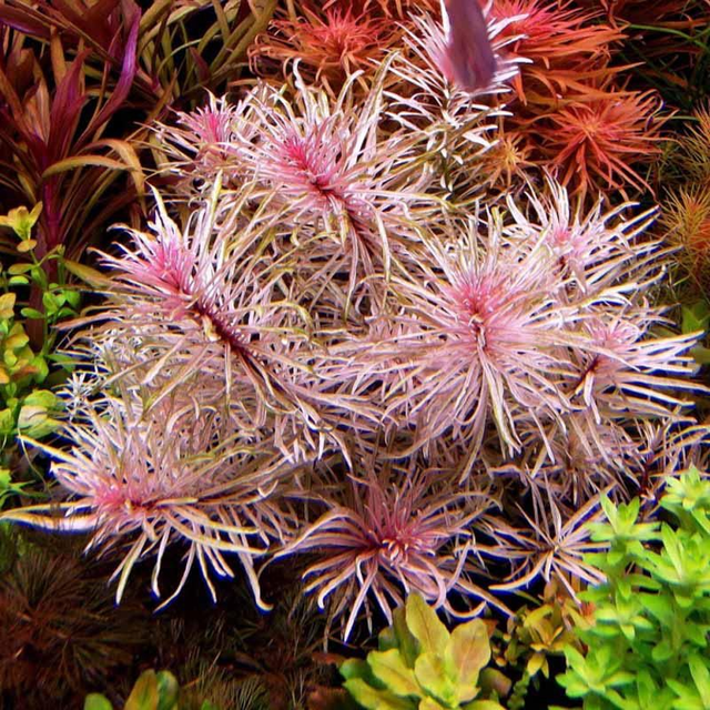 Easygrow Ludwigia sp. white 8715897322624