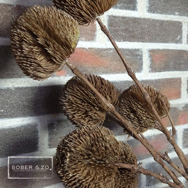 Kunsttak 4, grote kaardebol