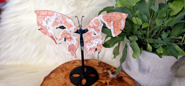 Pink Candy Floss Agate Butterfly Wings with druzy on stand