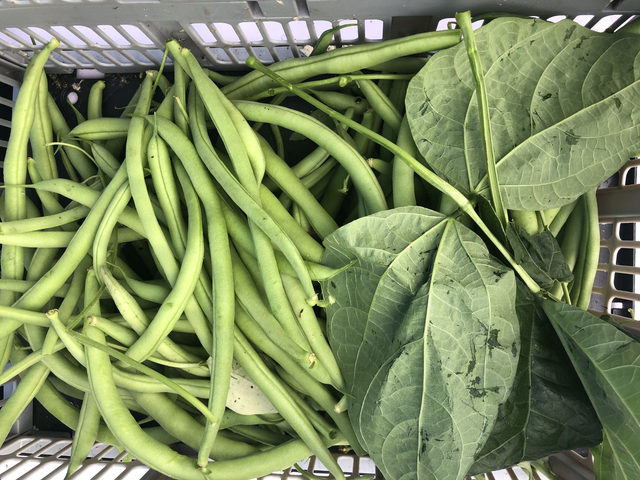 Green beans 