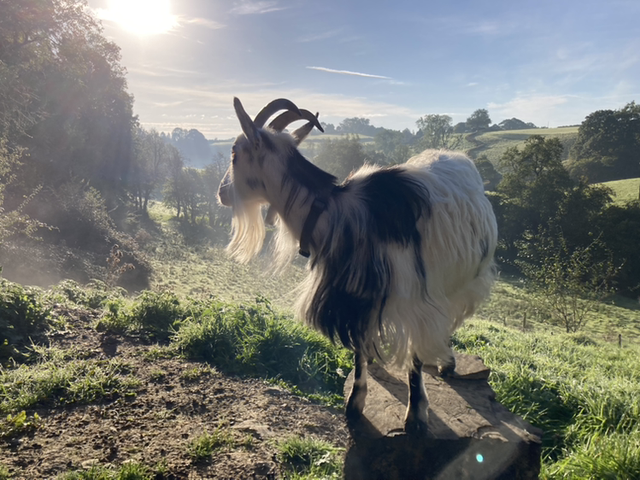 Pure bar Goats’ milk soap