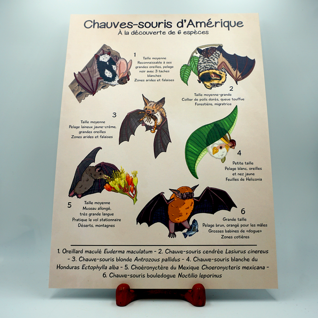 Poster Naturaliste - Chauves-souris d'Amérique
