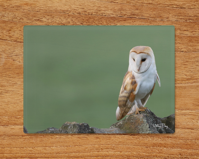 "Barn Owl" Glass Worktop Saver  
