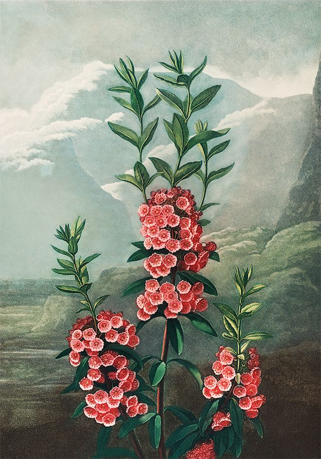 The Narrow Leaved Kalmia - painting