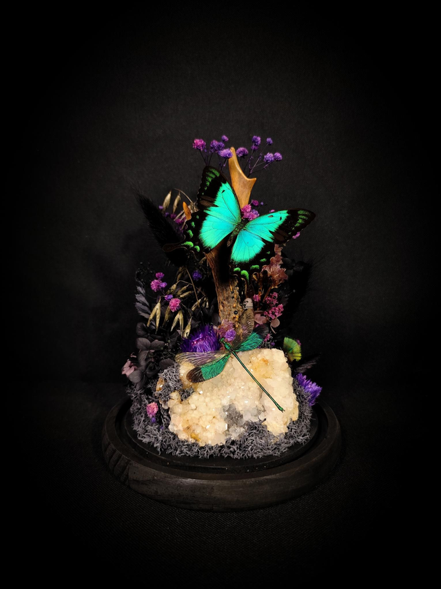 Diorama Papillon &amp; Libellule 