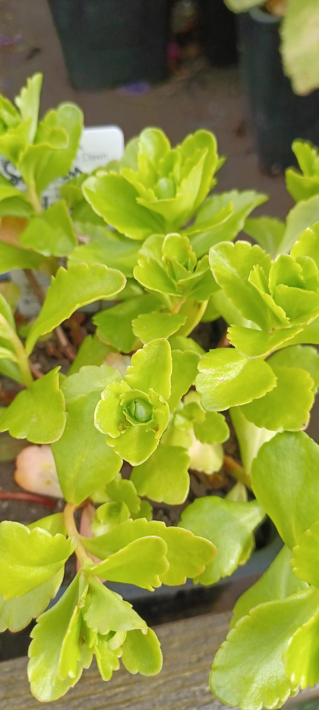 Sedum kamptschaticum