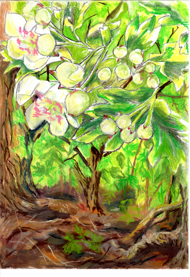 100%organic cotton beautiful Tea Towel