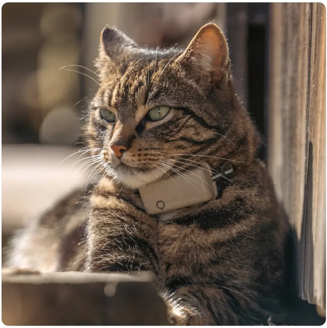Tractive GPS CAT Mini