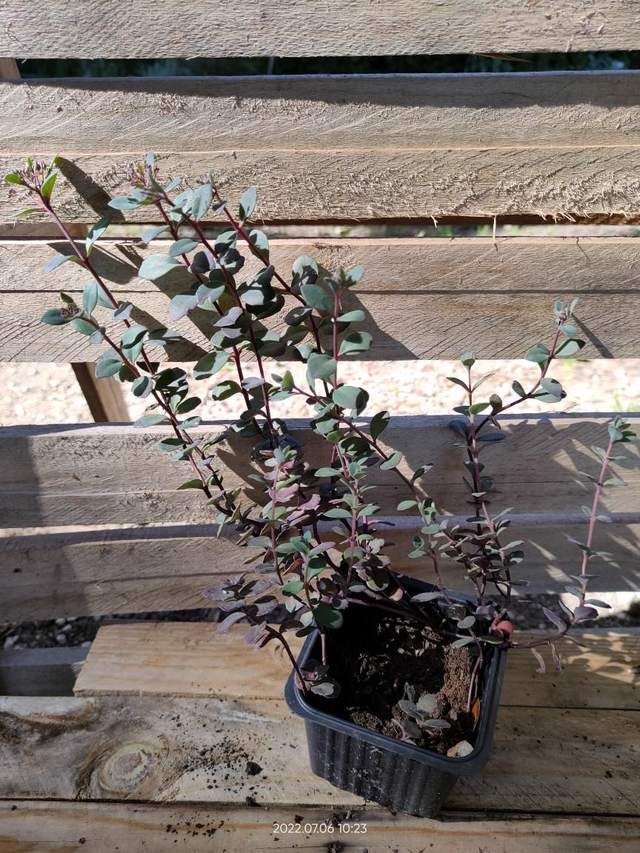 Sedum 'Cauticola Bertram Anderson' - Godet9