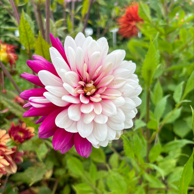 Rebecca’s World 285