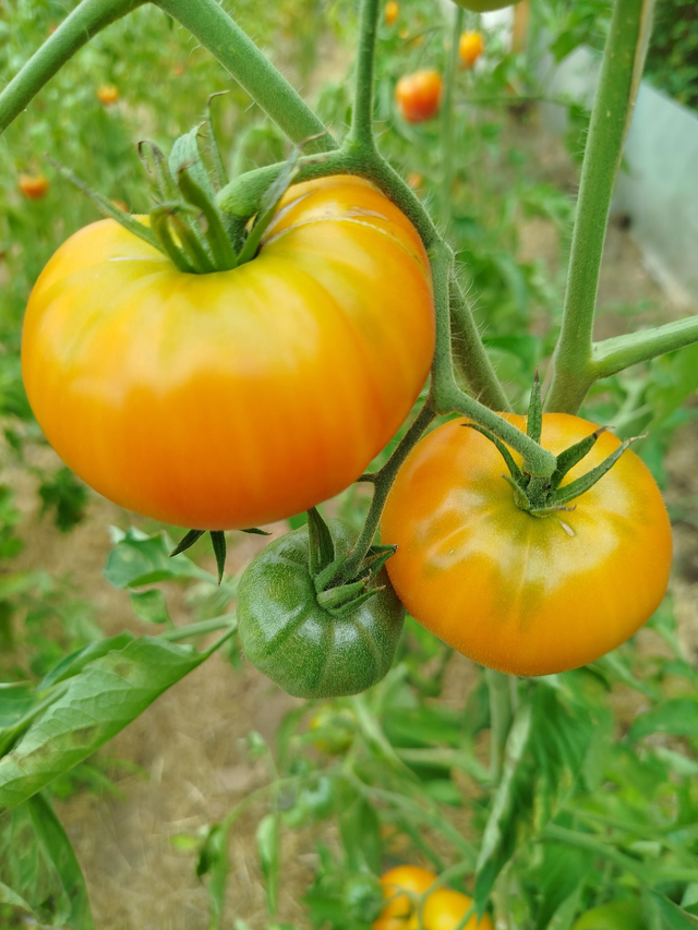 Tomate Joyau d'Oaxaca
