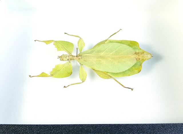 Cryptophyllium celebicum